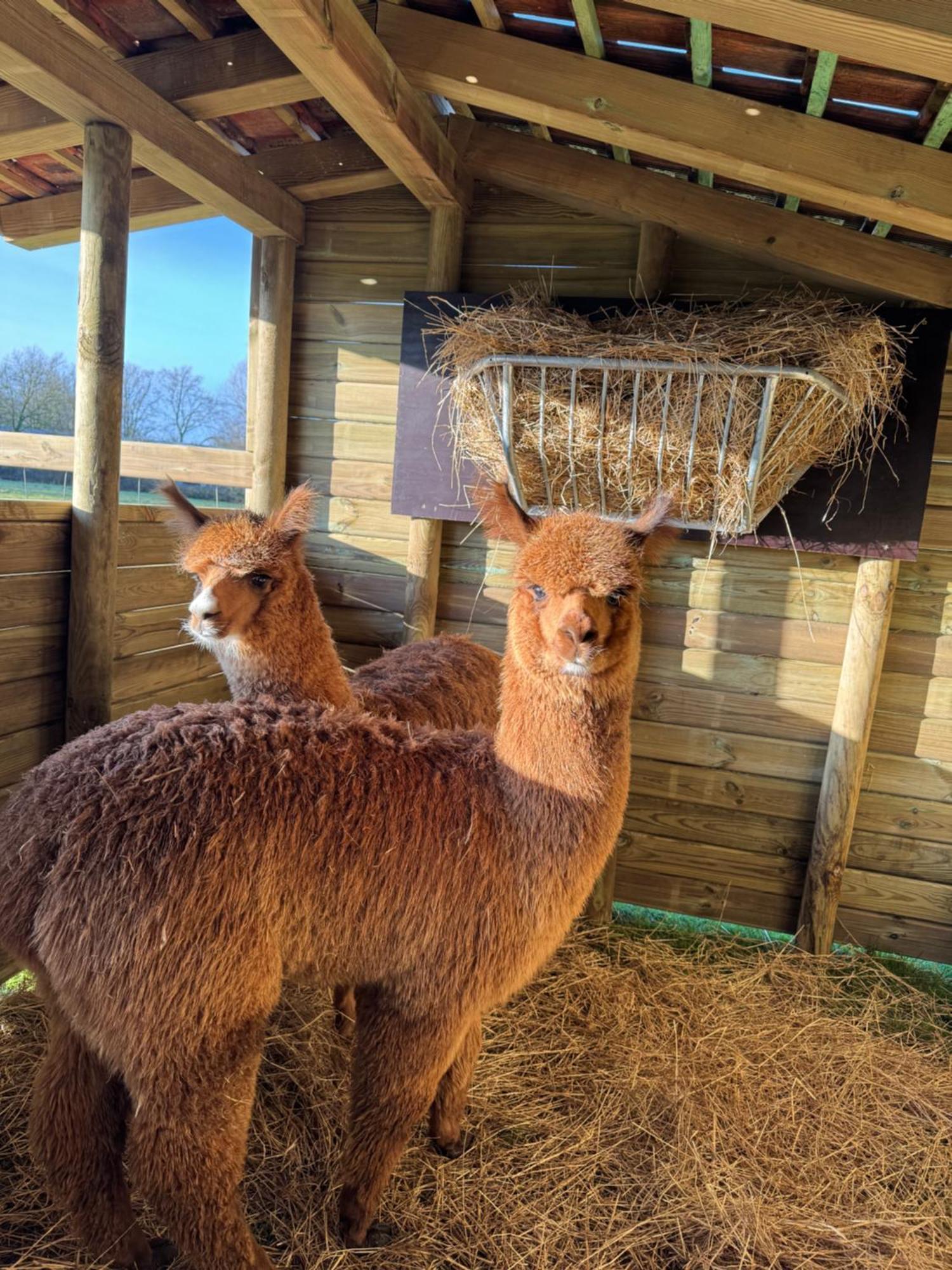 Hoeve Chartreuse Brugge Dış mekan fotoğraf